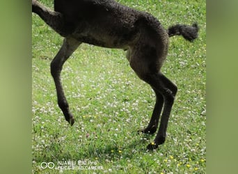 Curly horse, Ogier, 