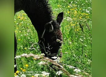 Curly horse, Ogier, 