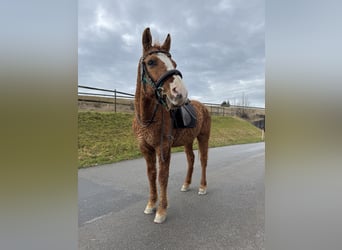 Curly Horse Mix, Ruin, 10 Jaar, 150 cm, Vos