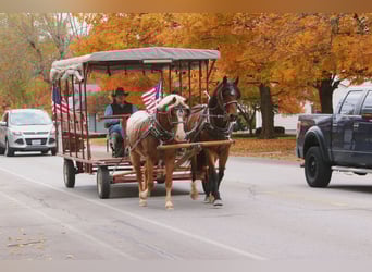 Curly Horse Mix, Ruin, 10 Jaar, 163 cm, Roodvos