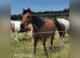 Curly Horse, Ruin, 11 Jaar, 141 cm, Bruin