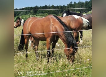 Curly Horse, Ruin, 11 Jaar, 141 cm, Bruin