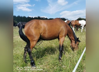 Curly Horse, Ruin, 11 Jaar, 141 cm, Bruin