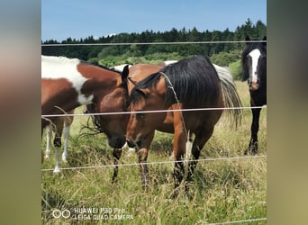 Curly Horse, Ruin, 11 Jaar, 141 cm, Bruin