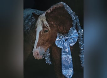 Curly Horse Mix, Ruin, 11 Jaar, 163 cm, Roodvos