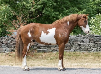 Curly Horse, Ruin, 14 Jaar, 165 cm, Overo-alle-kleuren