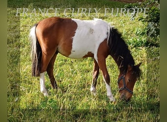 Curly Horse, Ruin, 1 Jaar, 105 cm, Roodbruin