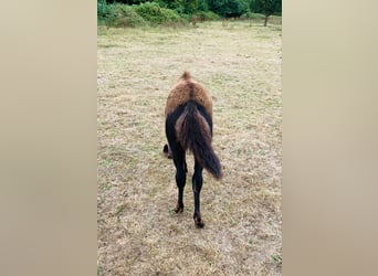 Curly Horse, Ruin, 1 Jaar, 110 cm, Zwart