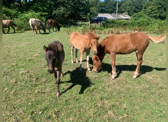 Curly Horse, Ruin, 1 Jaar, 110 cm, Zwart