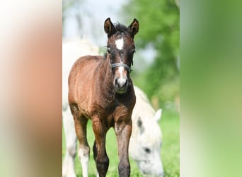 Curly Horse, Ruin, 1 Jaar, 145 cm, Brown Falb schimmel