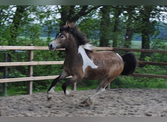 Curly Horse, Ruin, 2 Jaar, 145 cm, Buckskin