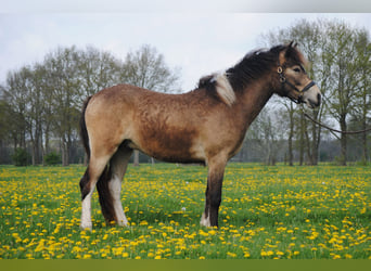 Curly Horse, Ruin, 2 Jaar, 145 cm, Buckskin