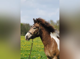 Curly Horse, Ruin, 2 Jaar, 145 cm, Buckskin