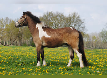 Curly Horse, Ruin, 2 Jaar, 145 cm, Buckskin