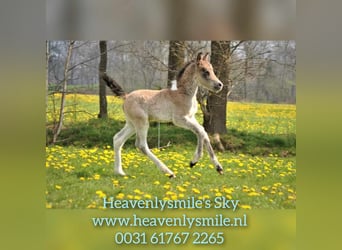 Curly Horse, Ruin, 2 Jaar, 145 cm, Buckskin