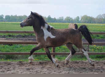 Curly Horse, Ruin, 2 Jaar, 145 cm, Buckskin