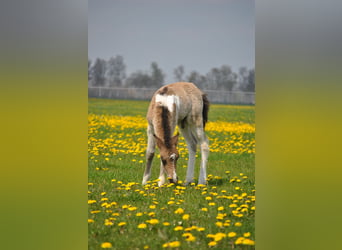 Curly Horse, Ruin, 2 Jaar, 145 cm, Buckskin