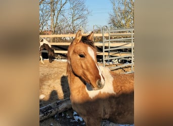 Curly Horse, Ruin, 2 Jaar, 150 cm, Gevlekt-paard