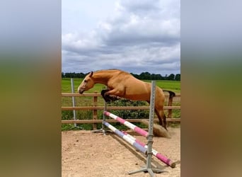 Curly Horse, Ruin, 3 Jaar, 152 cm, Buckskin