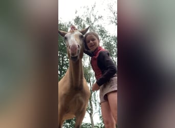 Curly Horse, Ruin, 3 Jaar, 152 cm, Buckskin