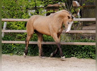 Curly Horse, Ruin, 3 Jaar, 152 cm, Buckskin