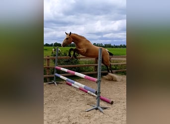 Curly Horse, Ruin, 3 Jaar, 152 cm, Falbe