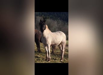 Curly Horse, Ruin, 4 Jaar, 145 cm, Gevlekt-paard