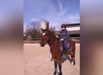 Curly Horse, Ruin, 4 Jaar, 147 cm, Bruin