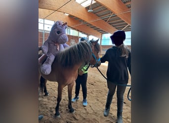 Curly Horse Mix, Ruin, 5 Jaar, 118 cm, Roodbruin