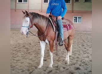 Curly Horse, Ruin, 5 Jaar, 150 cm, Gevlekt-paard