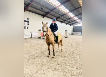 Curly Horse, Ruin, 7 Jaar, 149 cm, Palomino