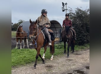 Curly Horse, Ruin, 8 Jaar, 143 cm, Roodbruin