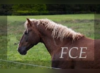 Curly horse, Stallion, 10 years, 14.3 hh, Chestnut