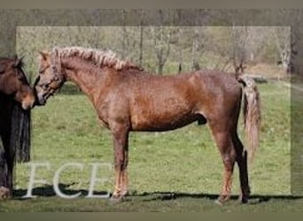 Curly horse, Stallion, 10 years, 14,3 hh, Chestnut