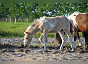 Curly horse, Stallion, 1 year, 12.2 hh, Dun