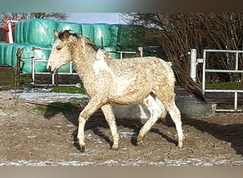 Curly horse, Stallion, 1 year, 12.2 hh, Dun