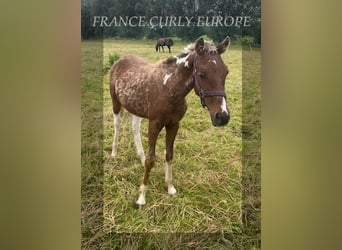 Curly horse, Stallion, 1 year, 13.2 hh