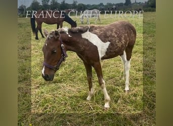 Curly horse, Stallion, 1 year, 13.2 hh