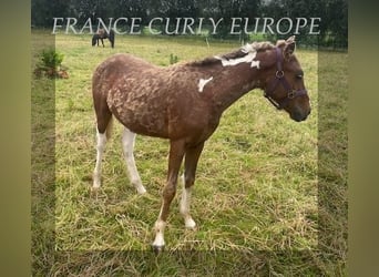 Curly horse, Stallion, 1 year, 13.2 hh