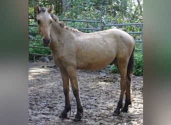Curly horse, Stallion, 1 year, 14.1 hh, Buckskin