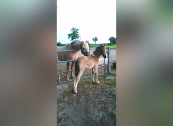 Curly horse, Stallion, 1 year, 14.1 hh, Dun