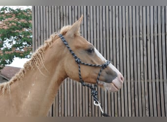 Curly horse, Stallion, 1 year, 14.1 hh, Overo-all-colors