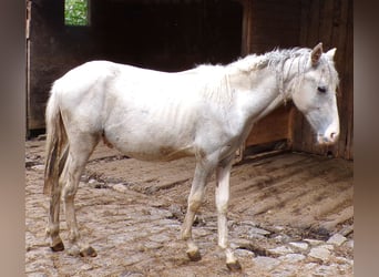 Curly horse Mix, Stallion, 1 year, 14.2 hh, Can be white Curly horse Mix, Stallion, 1 year, 14.2 hh, Can be white
