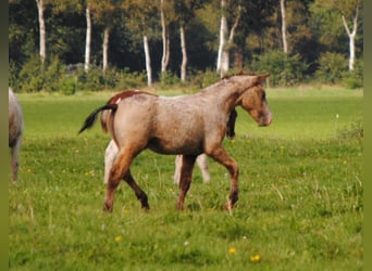 Curly horse, Stallion, 1 year, 14.2 hh, Dun