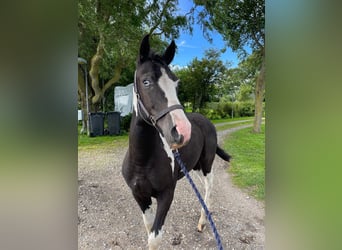 Curly horse, Stallion, 1 year, 14.2 hh, Tobiano-all-colors