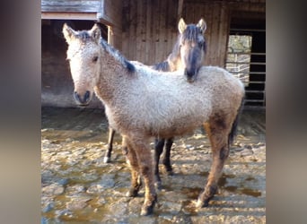 Curly horse, Stallion, 1 year, 14,1 hh, Buckskin