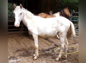 Curly horse Mix, Stallion, 1 year, 14,2 hh, Can be white