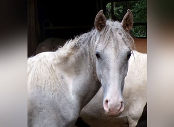 Curly horse Mix, Stallion, 1 year, 14,2 hh, Can be white