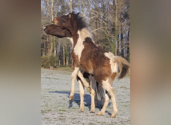 Curly horse, Stallion, 1 year, 15.1 hh, Bay