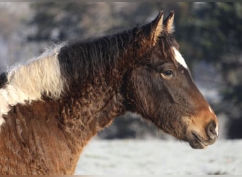 Curly horse, Stallion, 1 year, 15.1 hh, Bay